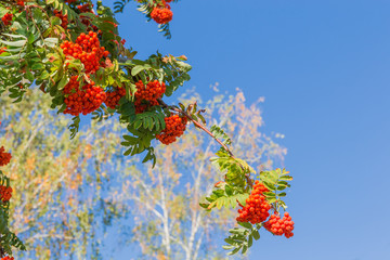 Branch of rowan with berries clusters against sky and trees