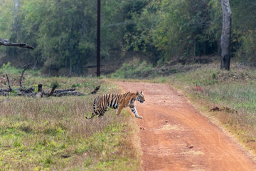Female Tiger near Khatoda Gate seen at Tadoba Andhari Tiger Reserve,Maharashtra,India