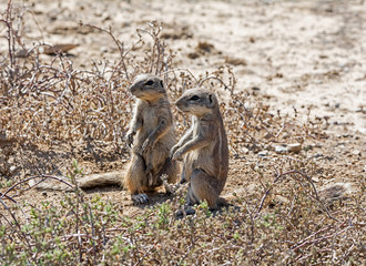 African Ground Squirrels © Cathy Withers-Clarke