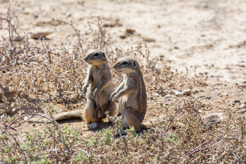 African Ground Squirrels © Cathy Withers-Clarke