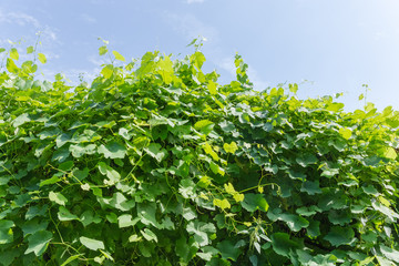 Background of the foliage of a grapevine against sky