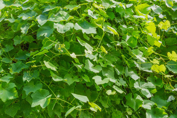 Fototapeta na wymiar Background of the foliage of a grapevine