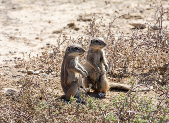 African Ground Squirrels © Cathy Withers-Clarke