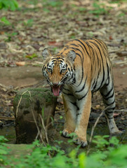 Fototapeta na wymiar Female Tiger in Kolsa Zone seen grawling at Tadoba Andhari Tiger Reserve,Maharashtra,India