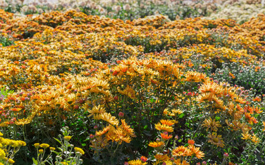 Flowering orange chrysanthemums on the flower bed