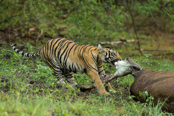 Kuwhani Female Tiger cub eating the Gaur Kill  seen at Tadoba Andhari Tiger Reserve,Maharashtra,India