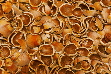Hazelnut. Filbert Nut Shells for Background or Texture
