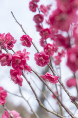 Fototapeta na wymiar 赤い梅の花