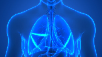 Fototapeta na wymiar Human Respiratory System Lungs Anatomy