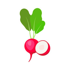 Radish isolated on white background. Vector illustration.