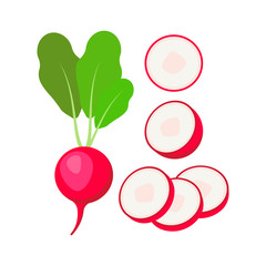 Radish isolated on white background. Vector illustration.