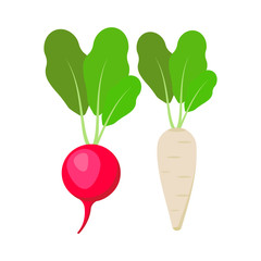 Radish isolated on white background. Vector illustration.