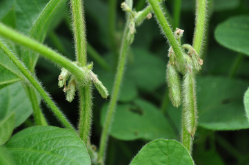Soybeans with flowers in the field, background image
