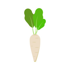 Radish isolated on white background. Vector illustration.