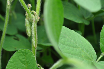 Soybeans with flowers in the field, background image