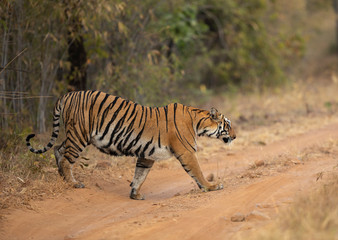 Fototapeta na wymiar Kuwhani Female Tiger crossing the road seen at Tadoba Andhari Tiger Reserve,Maharashtra,India