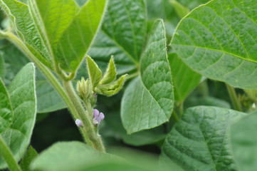 Soybeans with flowers in the field, background image