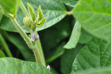 Soybeans with flowers in the field, background image