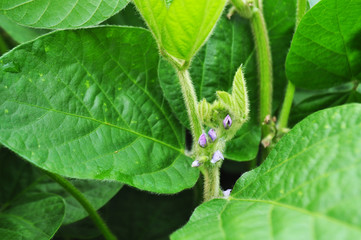 Soybeans with flowers in the field, background image