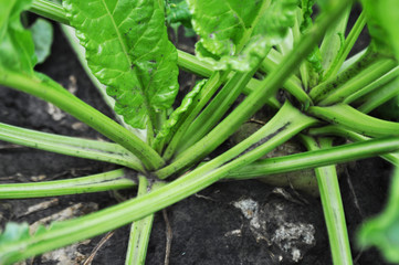 Sugar beet field, background image, close up