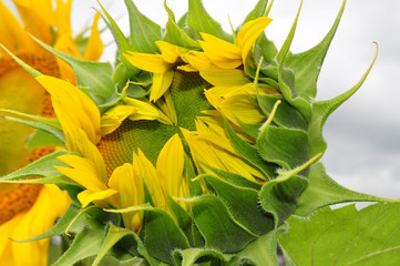 Beautiful sunflower flowers in the field, close up