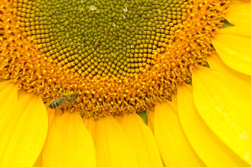 Beautiful sunflower flowers in the field, close up