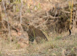 Leopard seen at Tadoba Andhari Tiger Reserve,Maharashtra,India