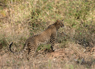 Leopard seen at Tadoba Andhari Tiger Reserve,Maharashtra,India