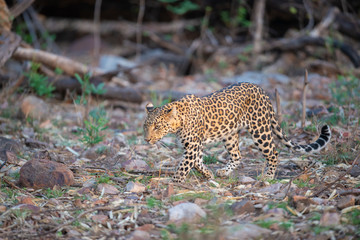 Leopard seen at Tadoba Andhari Tiger Reserve,Maharashtra,India