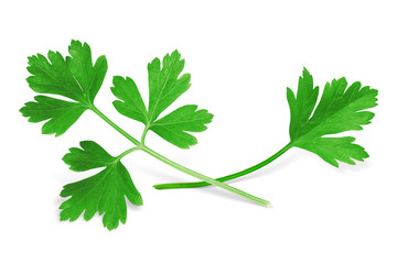 Parsley Isolated on White. Fresh Parsley Herb, Full Depth of Field