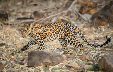 Leopard seen at Tadoba Andhari Tiger Reserve,Maharashtra,India