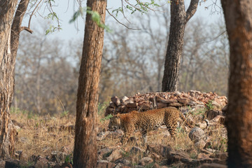 Naklejka na ściany i meble Male Leopard seen at Tadoba Andhari Tiger Reserve,Maharashtra,India