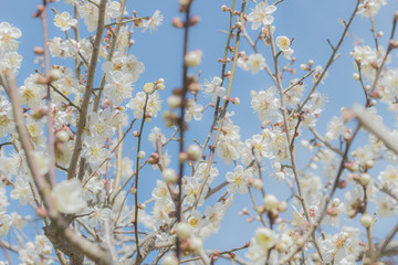 雪のような梅の花