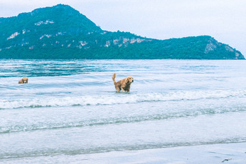 Naklejka premium golden retriever dog relaxing, playing in the sea for retirement or retired relax vacation holiday