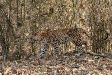 Male Leopard walking seen at Tadoba Andhari Tiger Reserve,Maharashtra,India