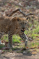 Male Leopard walking seen at Tadoba Andhari Tiger Reserve,Maharashtra,India