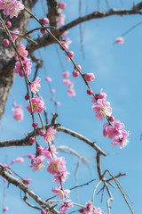 ピンクのシダレウメと青空