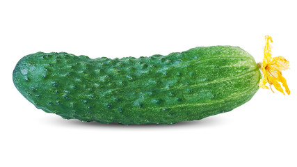Cucumber. Perfectly Retouched Single Fresh Cucumber with Flower Isolated on White. Full Depth of Field  