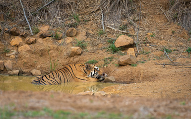 Obraz na płótnie Canvas Male Tiger Matkasur seen in waterhole at Tadoba Andhari Tiger Reserve,Maharashtra,India