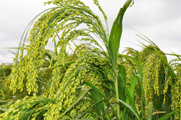Green millet in the field, background image