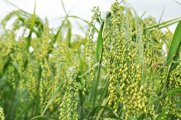 Green millet in the field, background image