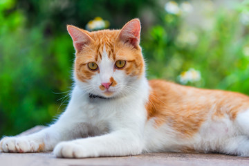 Fototapeta na wymiar Orange Thai cat, 6-7 months old, living in a house ,playful and having fun