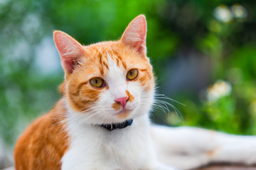 Naklejka na ściany i meble Orange Thai cat, 6-7 months old, living in a house ,playful and having fun