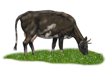 Brown cow grazing in a meadow illustration digital painting