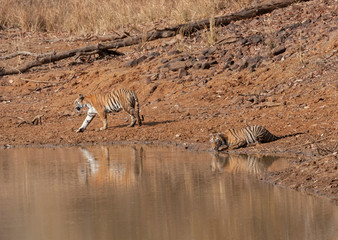 Fototapeta na wymiar Tiger near Pandhapavni Waterhole at Tadoba Andhari Tiger Reserve,Maharashtra,India