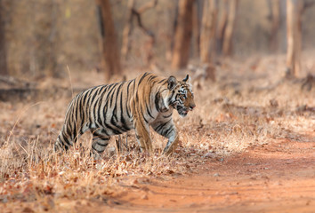 Tiger cubs near Forest Trail at Tadoba Andhari Tiger Reserve,Maharashtra,India