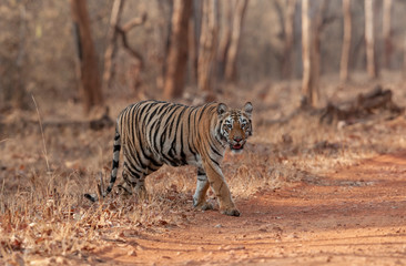 Tiger cubs near Forest Trail at Tadoba Andhari Tiger Reserve,Maharashtra,India