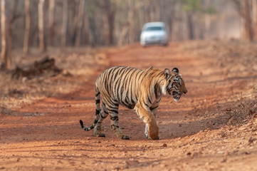 Fototapeta na wymiar Tiger cubs near Forest Trail at Tadoba Andhari Tiger Reserve,Maharashtra,India