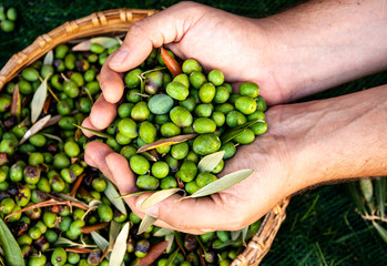 Naklejka na ściany i meble Male hands full of freshly picked olives
