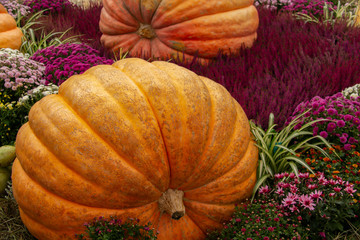 A very large yellow pumpkin - background for Thanksgiving and Halloween.